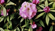 9th Nov 2020 - Rhododendron art