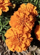 9th Nov 2020 - Marigolds in the local park, North Sydney 