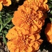 Marigolds in the local park, North Sydney  by johnfalconer