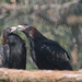 Wedge-Tailed Eagles by kgolab