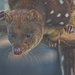 Spotted-tail Quoll by kgolab