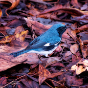 9th Nov 2020 - Black-throated Blue Warbler