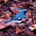 Black-throated Blue Warbler by photographycrazy