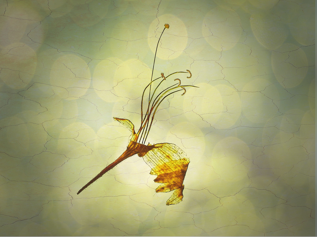 Pressed Honeysuckle Flower by jon_lip