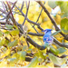 Fall Day Bluejay by gardencat