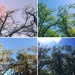 Seasons  by moonshinegoober