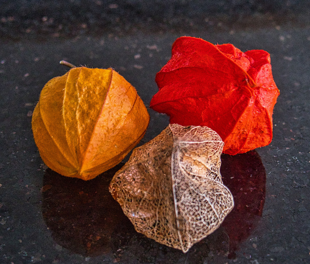 Three stages of Chinese Lantern. by tonygig