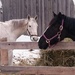 Both horses enjoying the brisk morning by bruni
