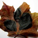 Leaf by bruni