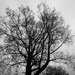 Monochrome tree  by isaacsnek