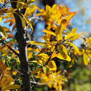 10th Nov 2020 - Yellow Leaves