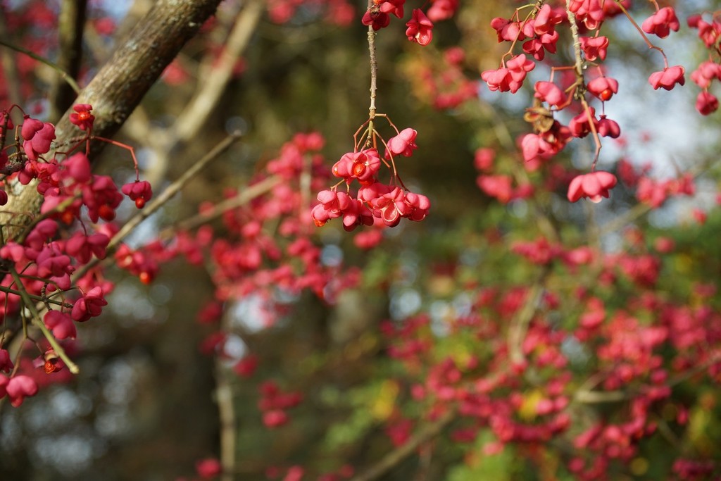 spindleberry tree: 'Pink Delight' by quietpurplehaze