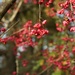 spindleberry tree: 'Pink Delight' by quietpurplehaze