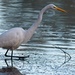 LHG-4326- Great Egret at shamrock Lake by rontu