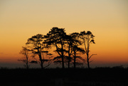 8th Nov 2020 - Irton trees at sunset