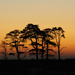 Irton trees at sunset by callymazoo