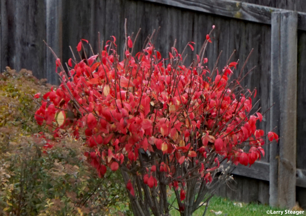 Burning bush by larrysphotos