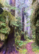 9th Nov 2020 - Forest Path 
