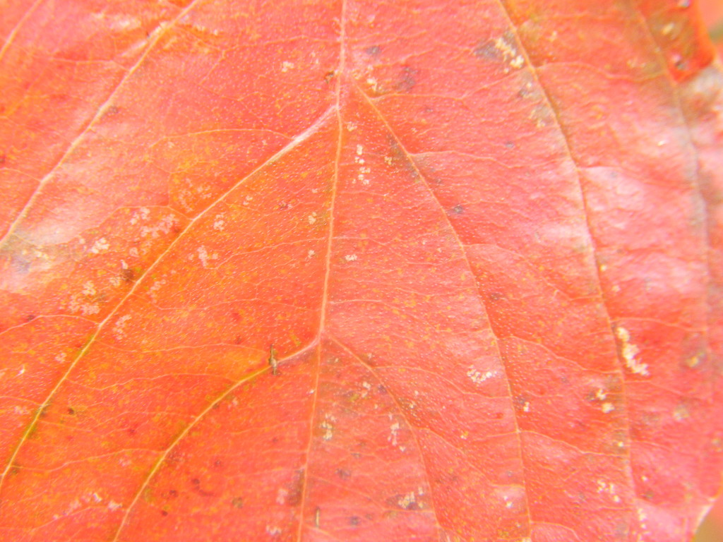 Closeup of Dogwood Leaf by sfeldphotos
