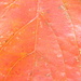 Closeup of Dogwood Leaf by sfeldphotos