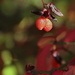 Berries on the Burning Bush by calm