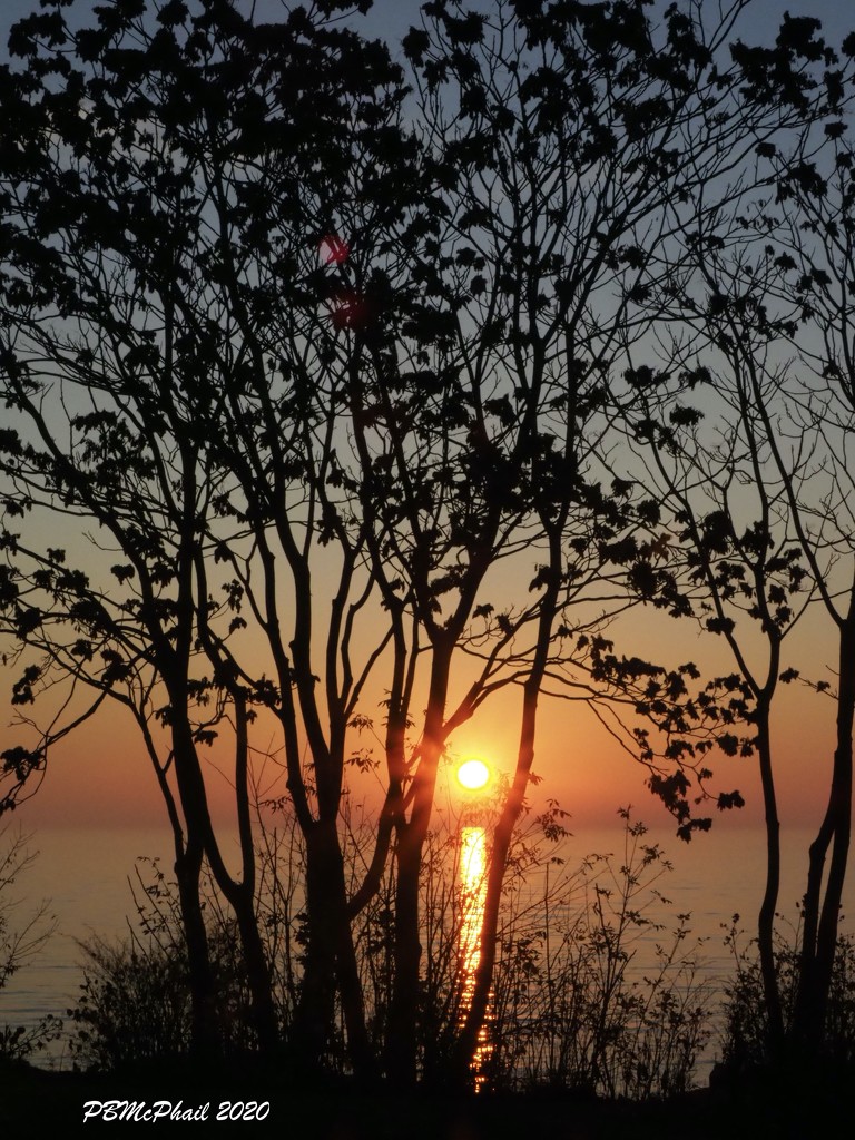 Sunrise Through the Trees by selkie