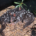 Eastern Quolls by kgolab