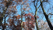 9th Nov 2020 - Beautiful Fall Day