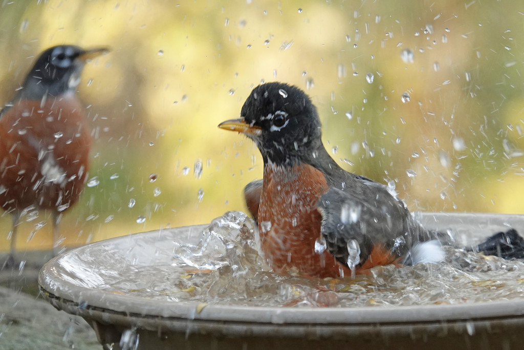 Robin bathing by annepann
