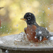 Robin bathing by annepann