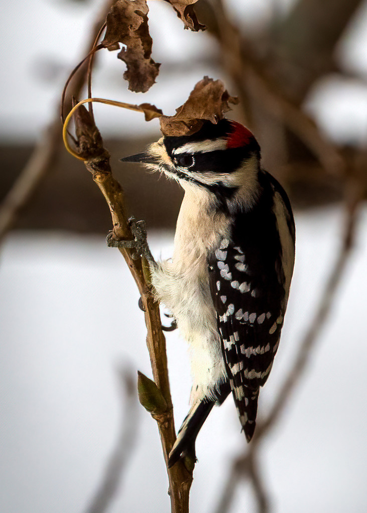 Downy woodpecker  by nicoleweg