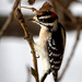 Downy woodpecker  by nicoleweg
