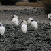 Royal spoonbills resting at low tide by maureenpp