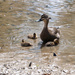 Ducklings by sugarmuser