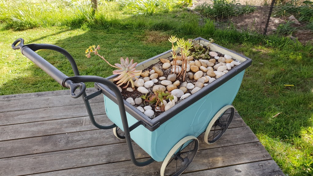 Succulents in the pram by gosia
