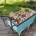Succulents in the pram by gosia