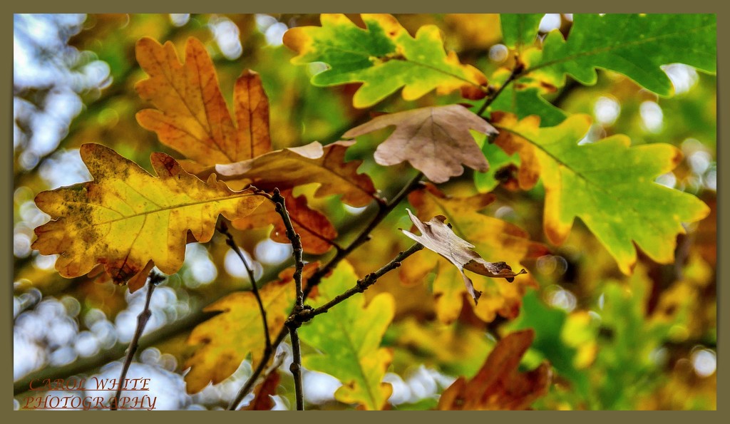 Autumn Leaves And Bokeh by carolmw