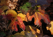10th Nov 2020 - Oakleaf Hydrangea Leaves