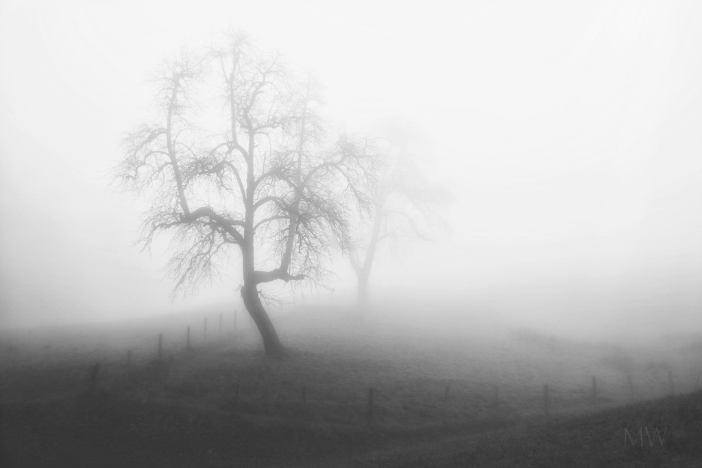 2020-11-10 lost in a fog by mona65