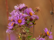 10th Nov 2020 - New England asters