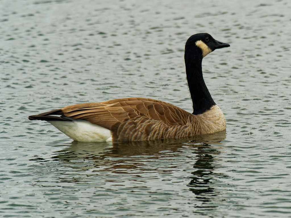 Canada goose  by rminer