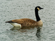 10th Nov 2020 - Canada goose 