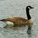 Canada goose  by rminer