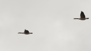 10th Nov 2020 - geese in flight