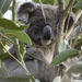 kindy Kyle by koalagardens