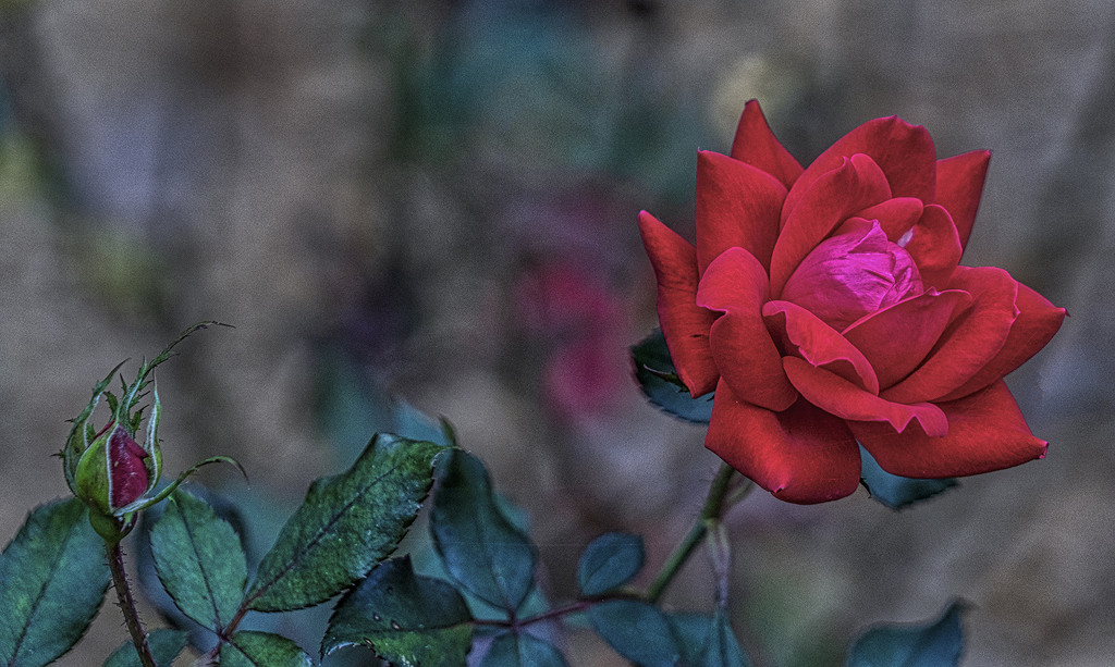 Rose From Above by k9photo