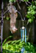 18th Aug 2020 - I can even pretend to be a windchime while I eat