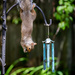 I can even pretend to be a windchime while I eat by jyokota