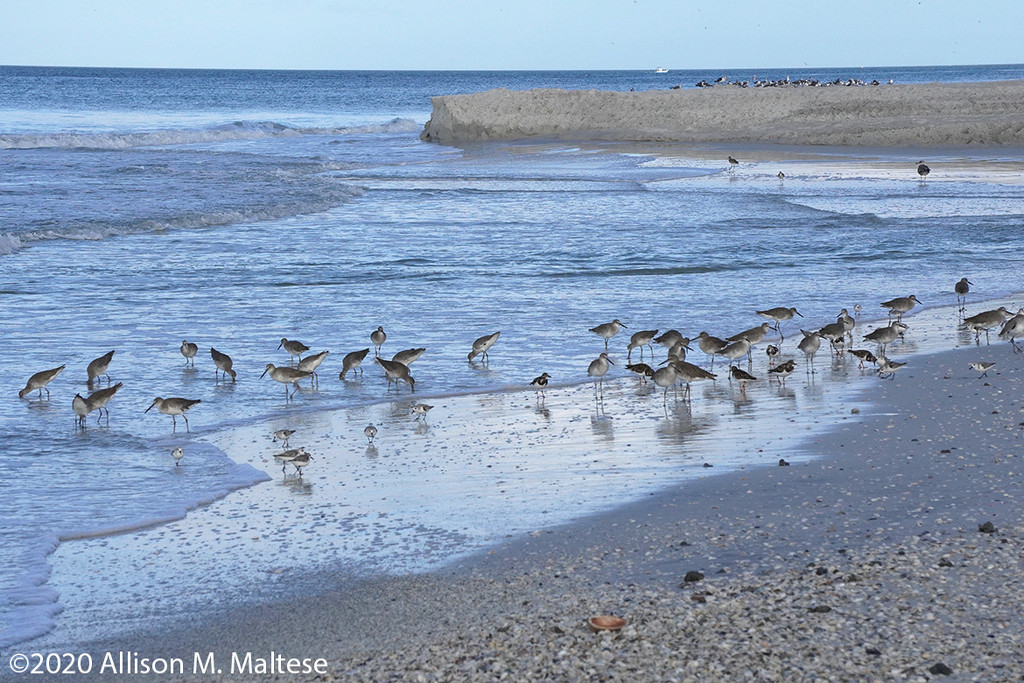 Willets and Friends by falcon11