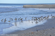10th Nov 2020 - Willets and Friends